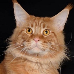 Velvet Constellation Peter Faberge