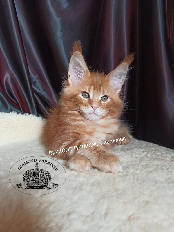 Diamond Paradise Raumonds - maine-coon