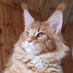 Diamond Paradise Raumonds