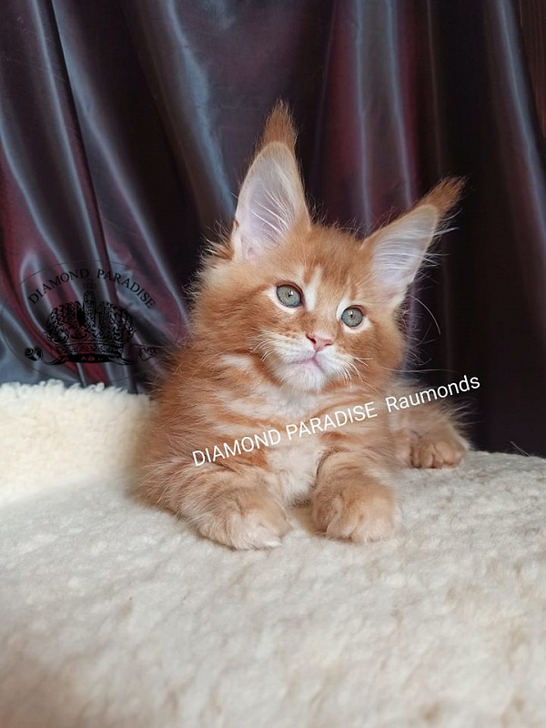 Diamond Paradise Raumonds - maine-coon