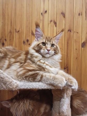 Diamond Paradise Raumonds - Kitten maine-coon 5.5 months