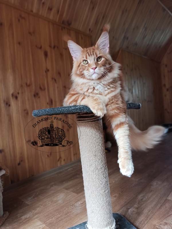 Diamond Paradise Raumonds - Junior maine-coon 7 months 1 week