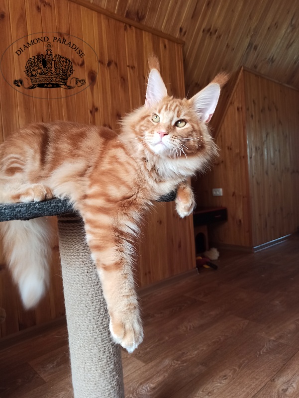 Diamond Paradise Raumonds - Junior maine-coon 7 months 1 week