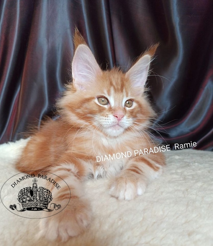 Diamond Paradise Ramie - maine-coon