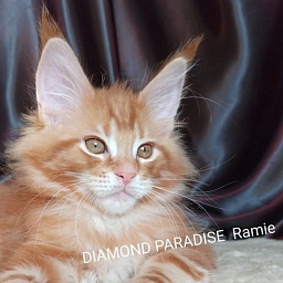 Diamond Paradise Ramie