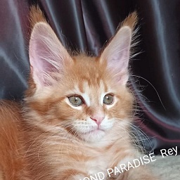 Diamond Paradise Rey