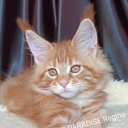 Diamond Paradise Regina