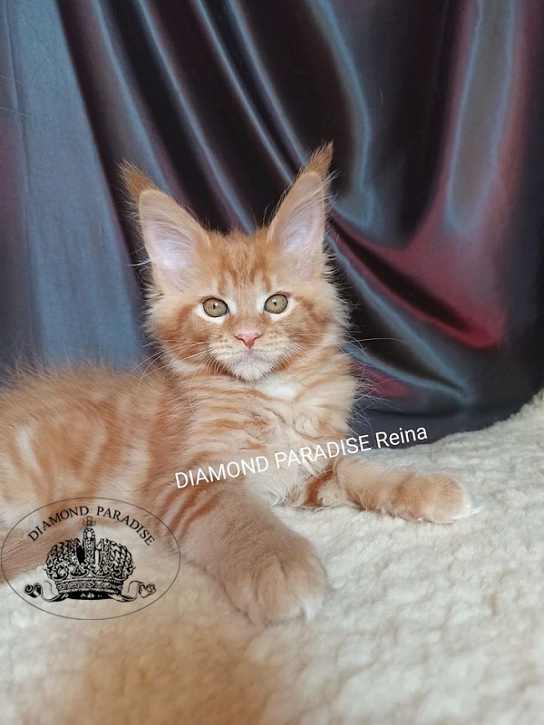 Diamond Paradise Rаina - maine-coon