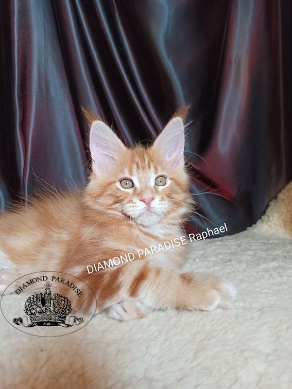 Diamond Paradise Raphael - maine-coon