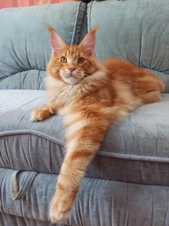 Diamond Paradise Raphael - Kitten maine-coon 5 months 4 weeks