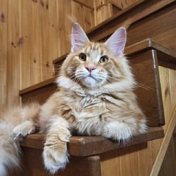 Diamond Paradise Raphael