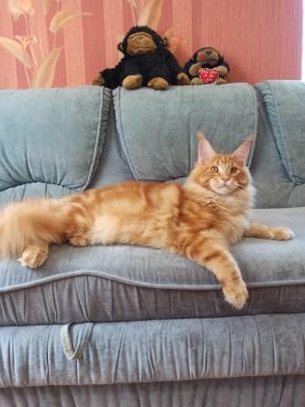 Diamond Paradise Raphael - Kitten maine-coon 5 months 4 weeks