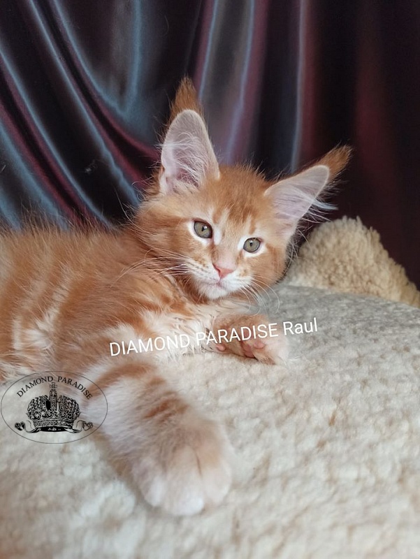 Diamond Paradise Raul - maine-coon
