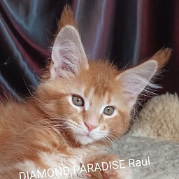 Diamond Paradise Raul