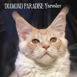 Diamond Paradise Yaroslav