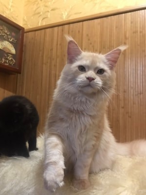 Diamond Paradise Yunona - maine-coon