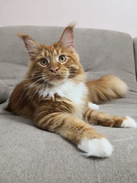 Diamond Paradise Yantar - maine-coon