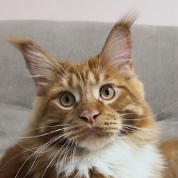 Diamond Paradise Yantar