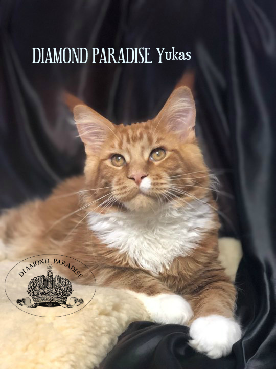 Diamond Paradise Yukas - maine-coon
