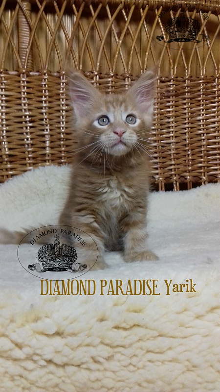 Diamond Paradise Yarik - maine-coon