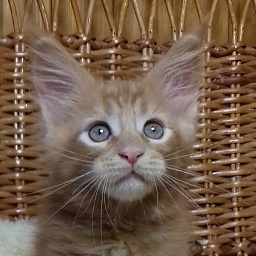 Diamond Paradise Yarik