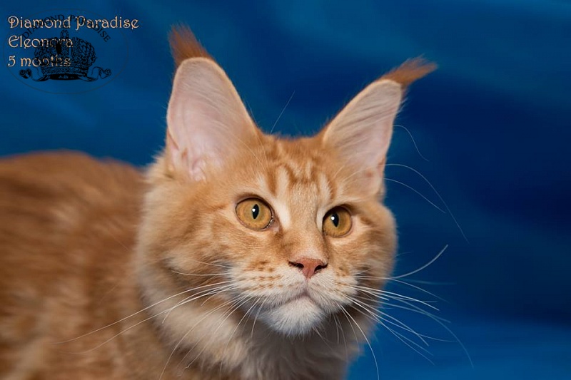 Diamond Paradise Eleanorа - maine-coon