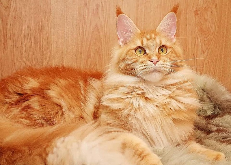 Diamond Paradise Ella - maine-coon