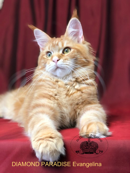 Diamond Paradise Evanglina - maine-coon