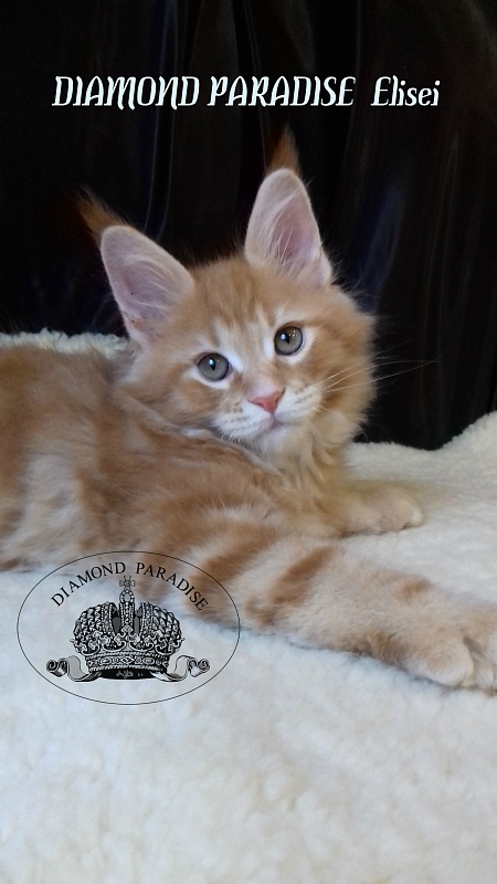 Diamond Paradise Elisei - maine-coon