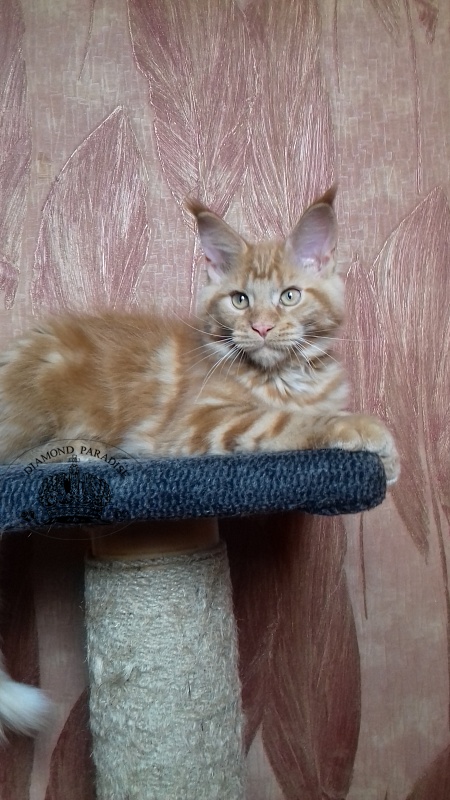 Diamond Paradise Ilon Mask - Kitten maine-coon 3 months 0.5 weeks