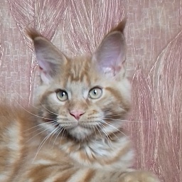 Diamond Paradise Ilon Mask