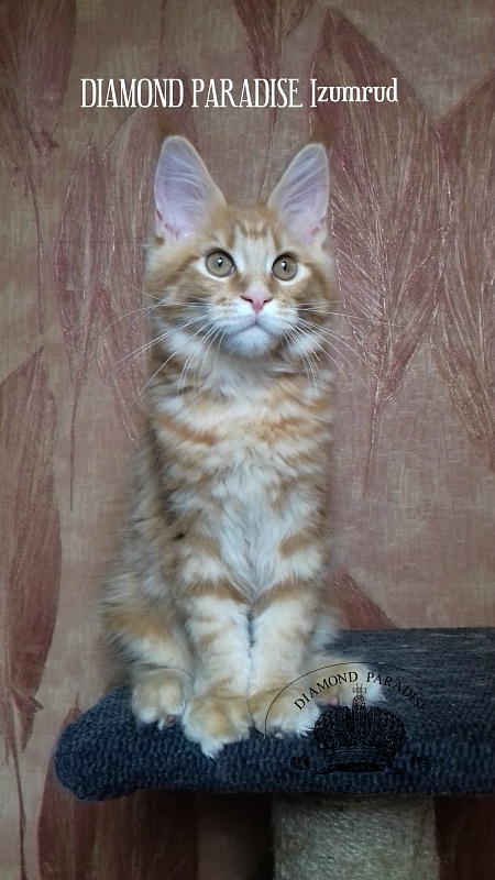 Diamond Paradise Izumrud - мейн-кун