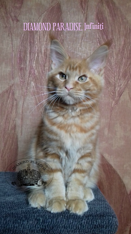 Diamond Paradise Infiniti - maine-coon