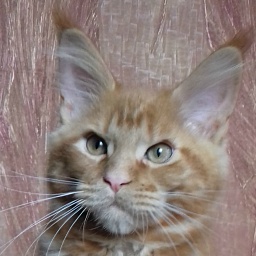 Diamond Paradise Infiniti