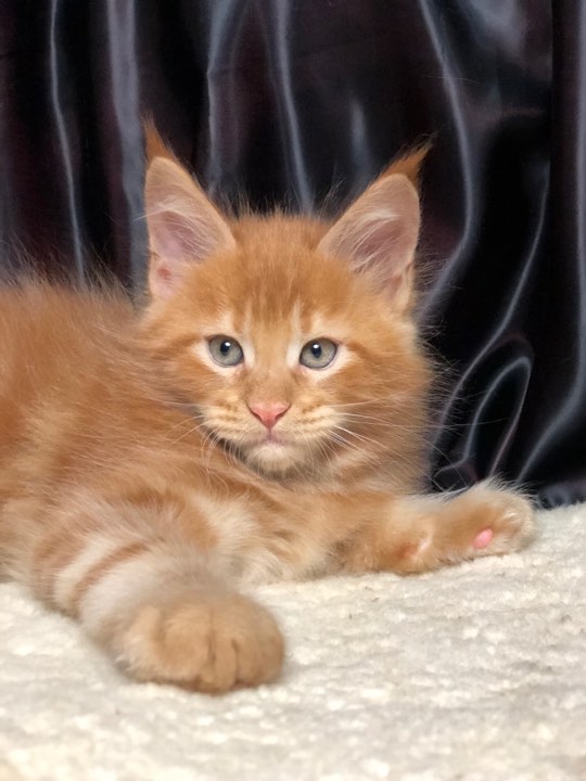 Diamond Paradise Imperator - maine-coon