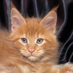 Diamond Paradise Imperator