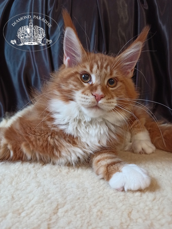 Diamond Paradise Nixon - Кошеня мейн-кун 3 місяця 2 тижні