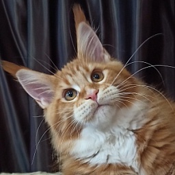 Diamond Paradise Nixon