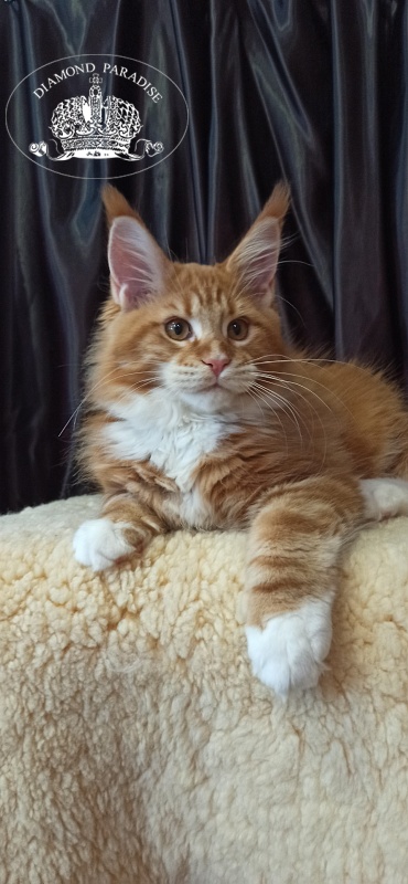 Diamond Paradise Nixon - Кошеня мейн-кун 3 місяця 2 тижні