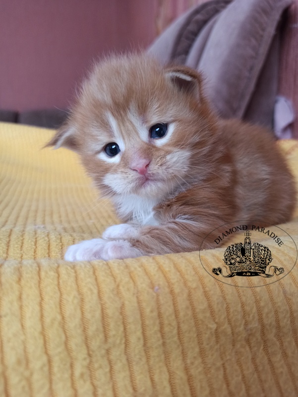 Diamond Paradise Nixon - Кошеня мейн-кун 2,5 тижні