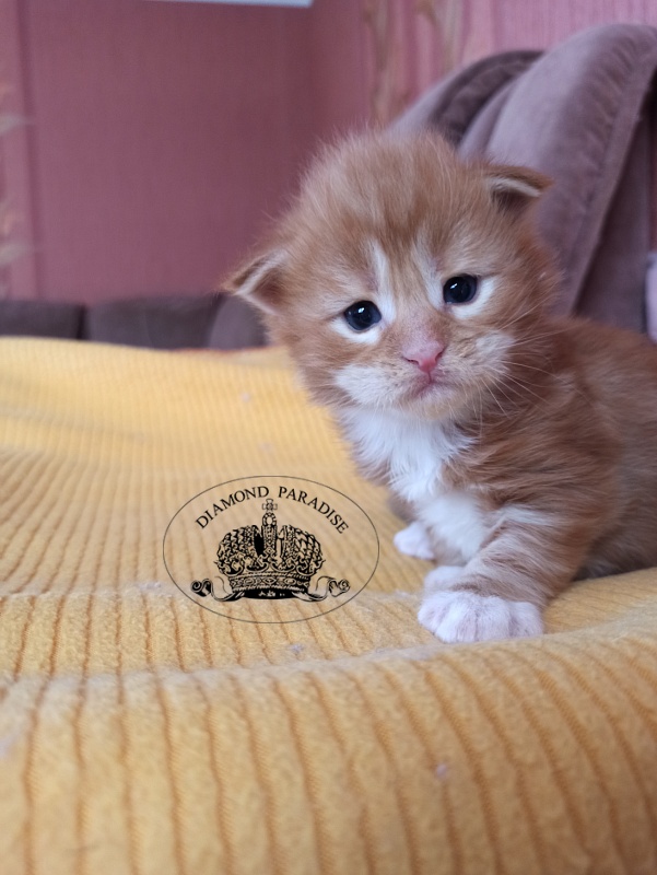 Diamond Paradise Nixon - Кошеня мейн-кун 2,5 тижні