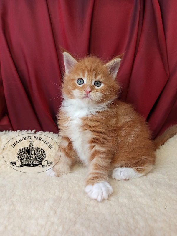 Diamond Paradise Nixon - Кошеня мейн-кун 1 місяць 0,5 тижнів