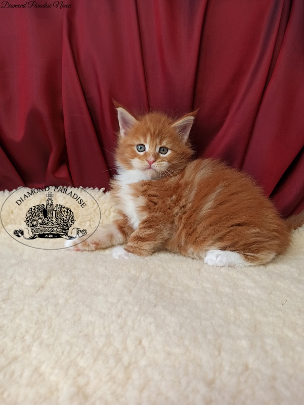 Diamond Paradise Nixon - Кошеня мейн-кун 1 місяць 0,5 тижнів