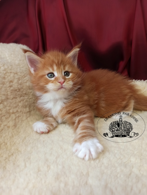 Diamond Paradise Nixon - Кошеня мейн-кун 1 місяць 0,5 тижнів