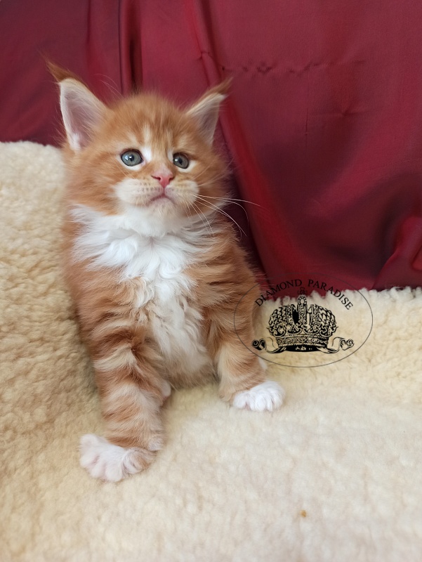 Diamond Paradise Nixon - Кошеня мейн-кун 1 місяць 0,5 тижнів