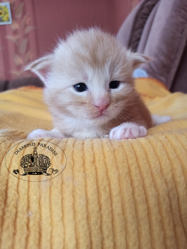 Diamond Paradise Norman Foster - Кошеня мейн-кун 2,5 тижні