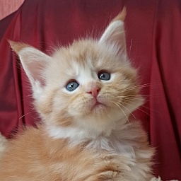 Diamond Paradise Norman Foster