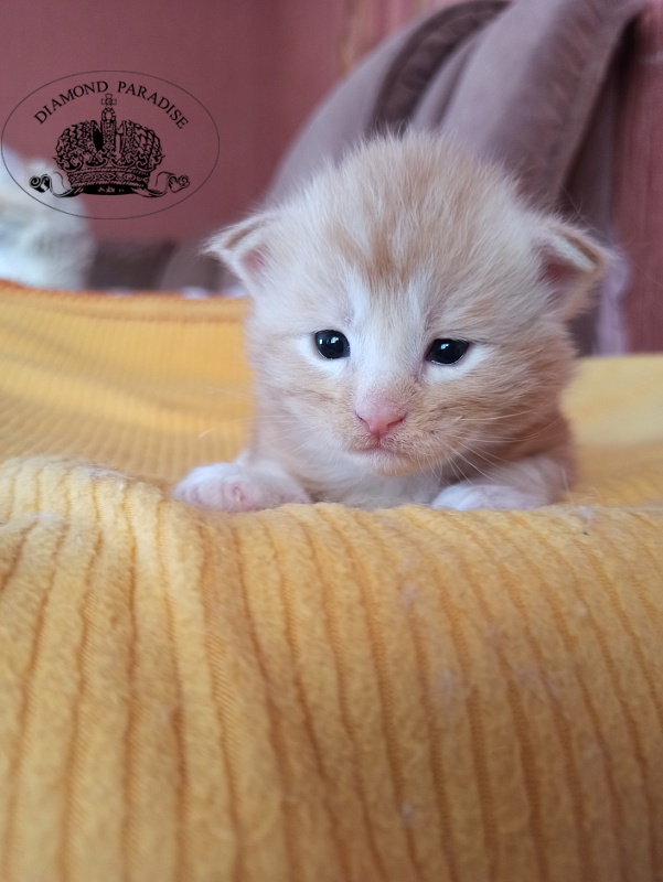 Diamond Paradise Norman Foster - Кошеня мейн-кун 2,5 тижні