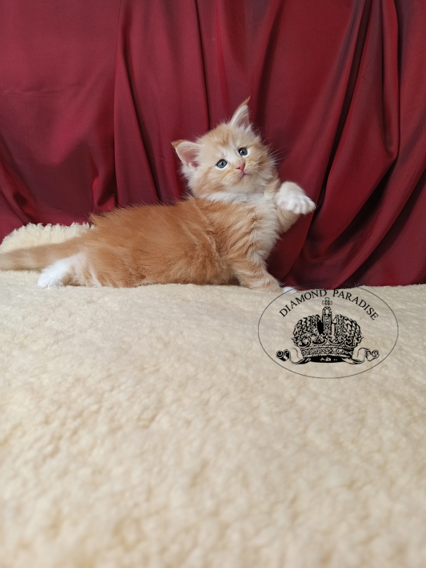 Diamond Paradise Norman Foster - Кошеня мейн-кун 1 місяць 0,5 тижнів