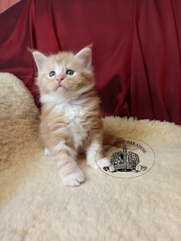 Diamond Paradise Norman Foster - Кошеня мейн-кун 1 місяць 0,5 тижнів
